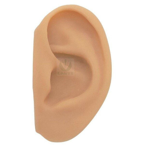 Modelo Anatmico de Orelha em Silicone - Complementar
