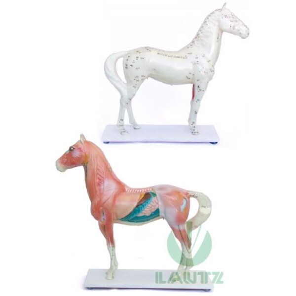 Modelo Cavalo 
