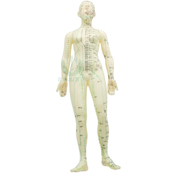 Modelo de corpo humano - Feminino