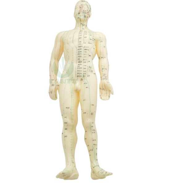 Modelo de corpo humano - Masculino