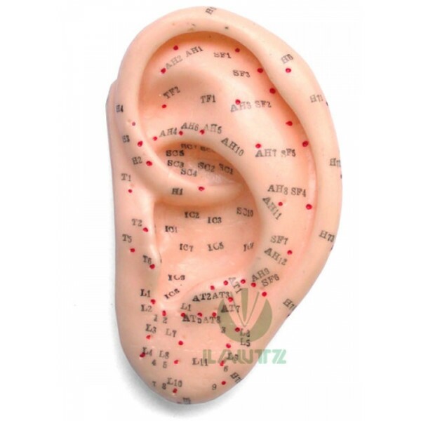 Modelo de Orelha com Pontos de Acupuntura 
