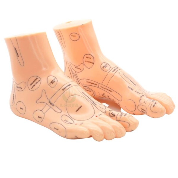 Modelo de P com pontos de Reflexologia - 19cm